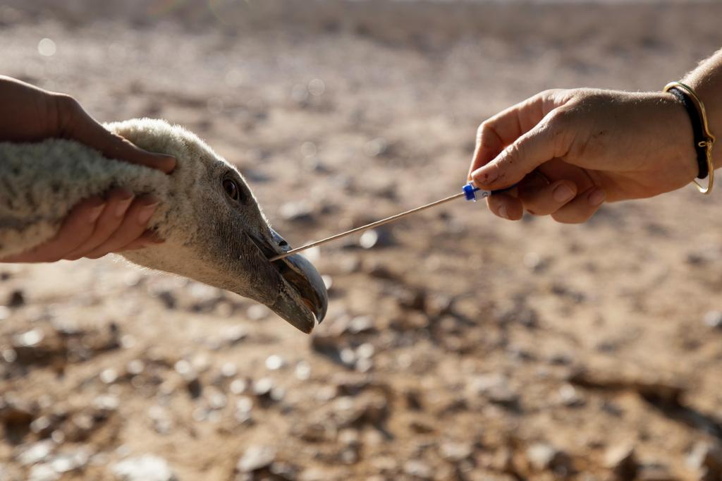 A conservationist performs a test on a griffon vulture at a   makeshift data-collecting station near Sde Boker in southern Israel, October 2019  