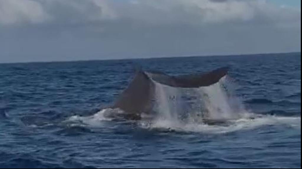 לוויתן ראשתן מול חוף בצת