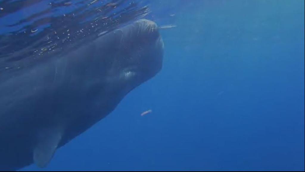לוויתן ראשתן מול חוף בצת
