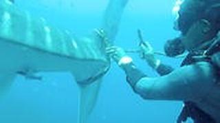 צולל צוללים ב תאילנד מנסים להסיר חבל שנקשר ל כריש לווייתני