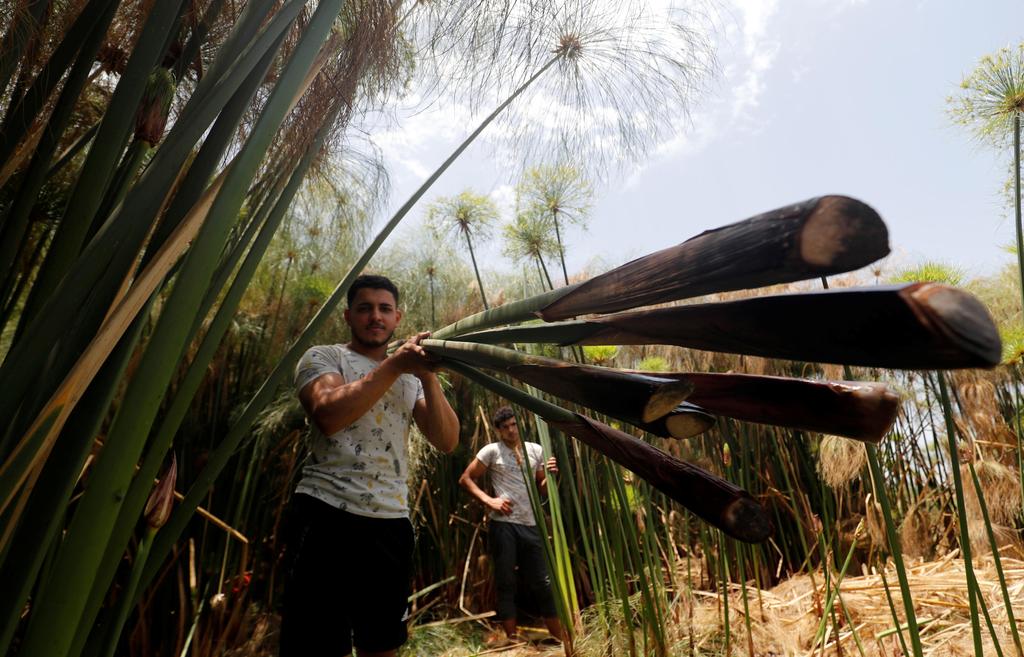 Mohamed Reda, 23, carries papyrus plants at a farm in al-Qaramous village 