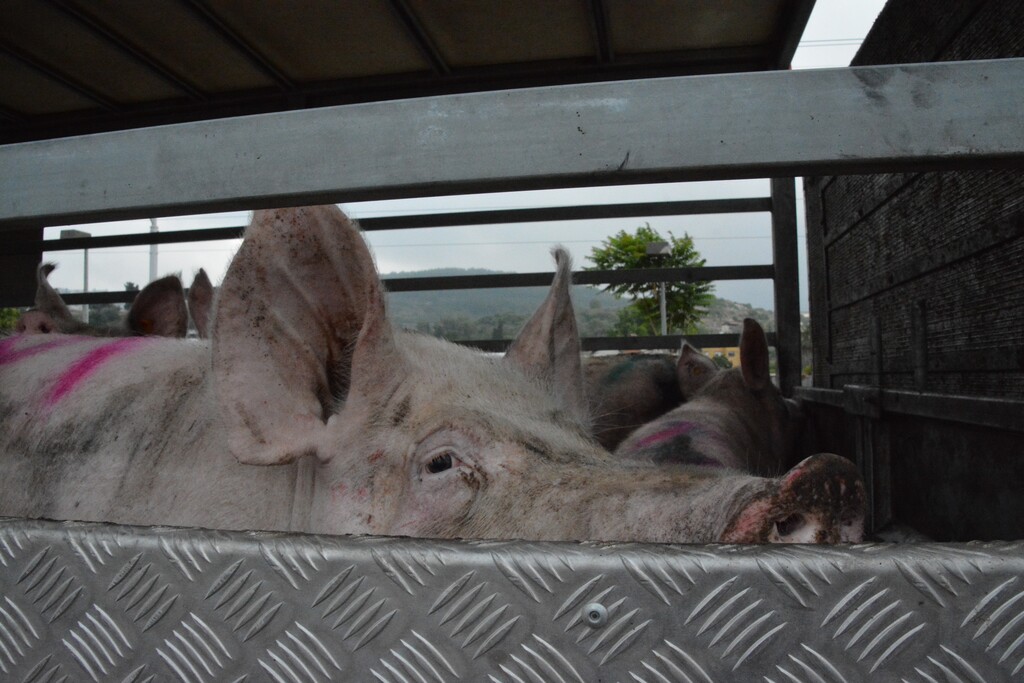 תיעוד של חזיר במשאית