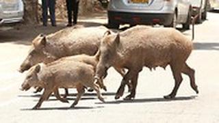 חזירי בר בחיפה