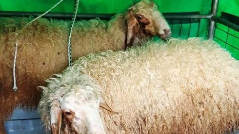 Конфискованные овцы. Фото: пресс-служба мэрии Холона