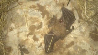 עטלף שנהרג על ידי חיילים