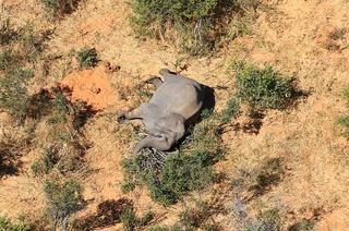 פילים פיל מתו בוצוואנה בוטסואנה אפריקה