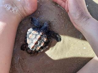 דיווח על צב