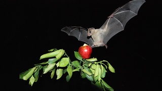 עטלף פירות