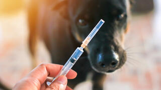 חיסון לכלב