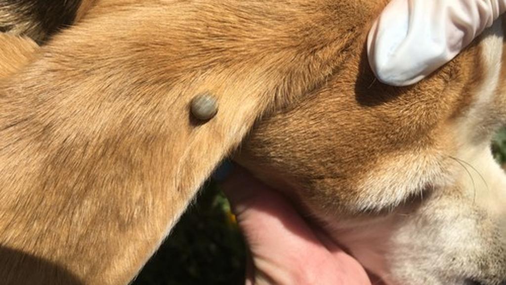 Клещ - переносчик сыпного тифа - на ухе собаки 