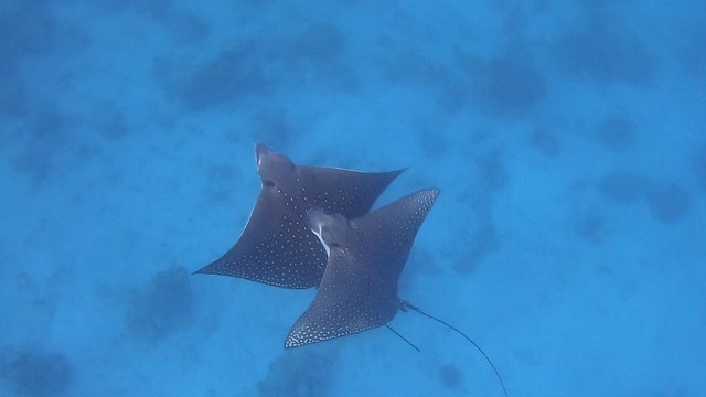 The spotted eagle rays mating 