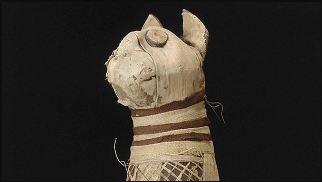 Мумия кошки из Музея искусств в Ренне