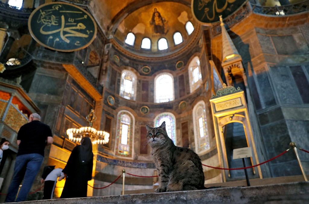 טורקיה אומוט בהצ'צ'י והחתולה חתולה גלי ב מסגד איה סופיה
