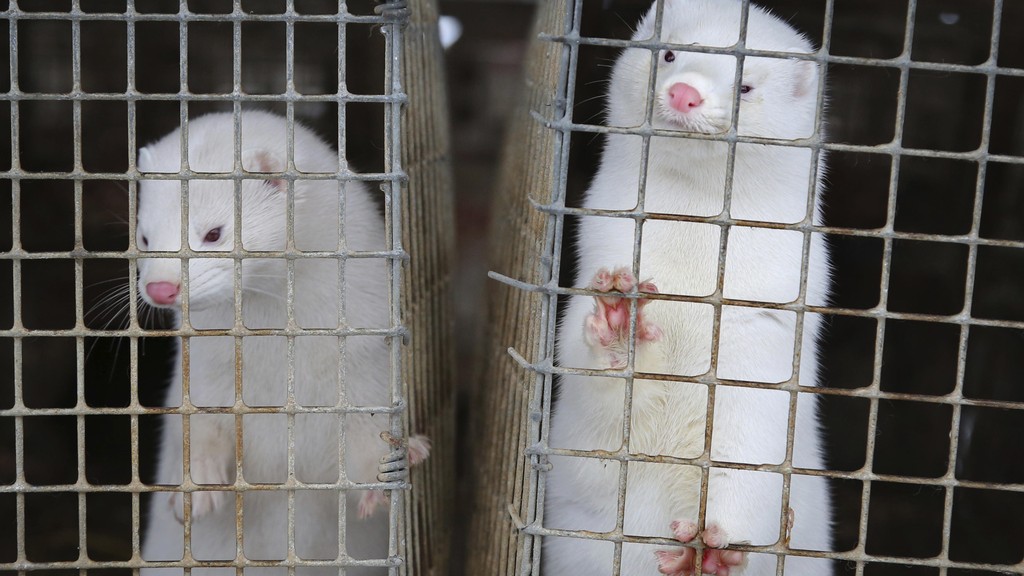 Minks look out of a cage at a fur farm in the village of Litusovo, northeast of Minsk, Belarus