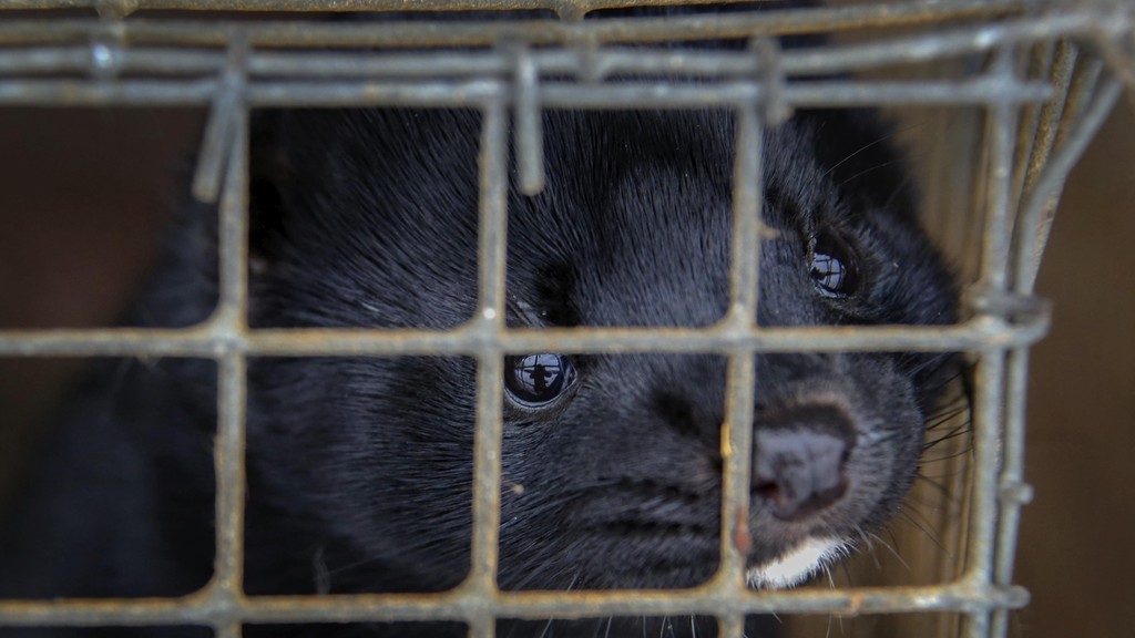 Minks look out of a cage at a fur farm in the village of Litusovo, northeast of Minsk, Belarus 