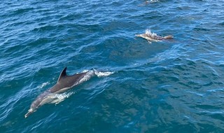 להקת דולפינים מול חופי תל אביב