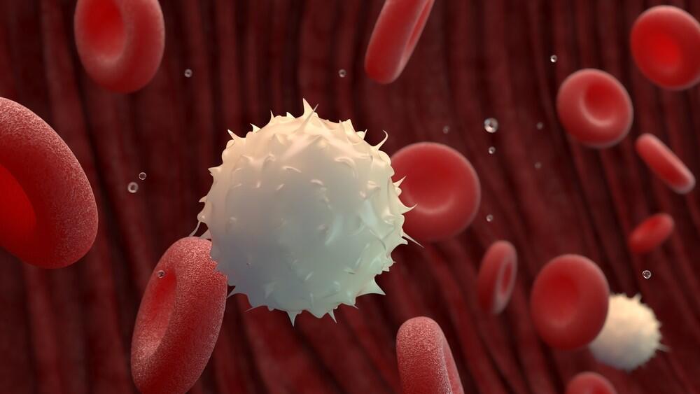 תאי דם לבנים אדומים דם הדמיה