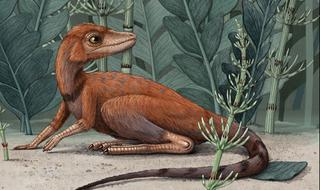 משמאל קונגונפון קלי, ומימין אחד הדינוזאורים המוקדמים,Herrerasaurus, באותו קנה מידה