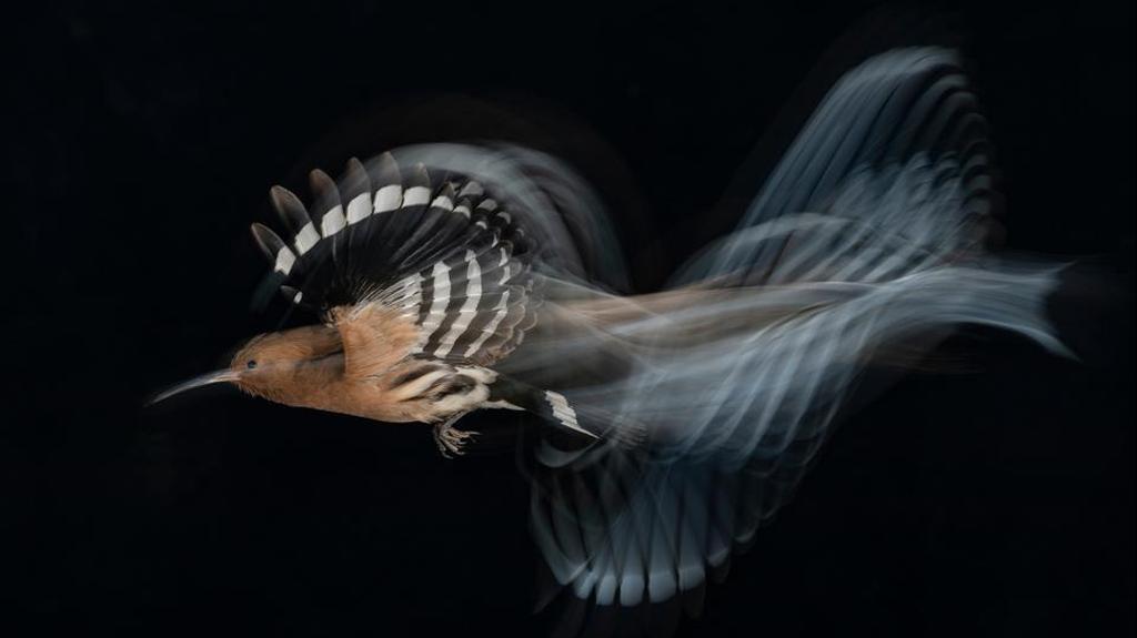תמונתו של גד שמילא, שזכתה מקום ראשון בקטגוריית "ציפורים בתעופה"