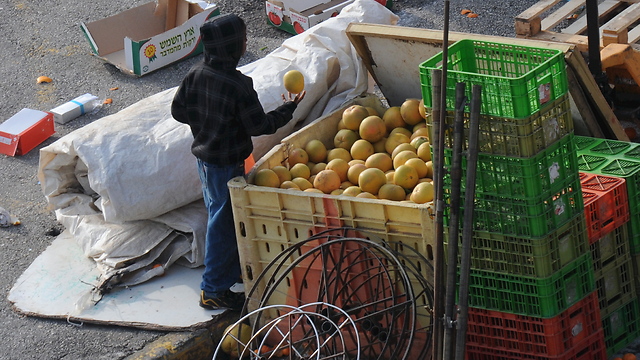 A child scavenging for food in Safed 