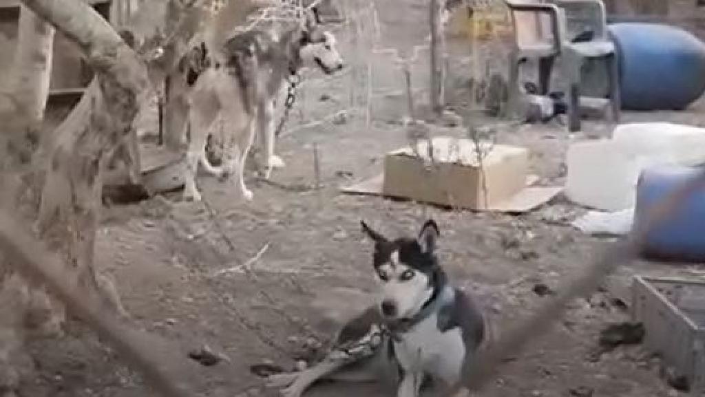 כלבים קשורים בחצר בצפון