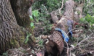 ארה"ב מינסוטה גבר חולץ אחרי ארבעה ימים מתחת לעץ שקרס