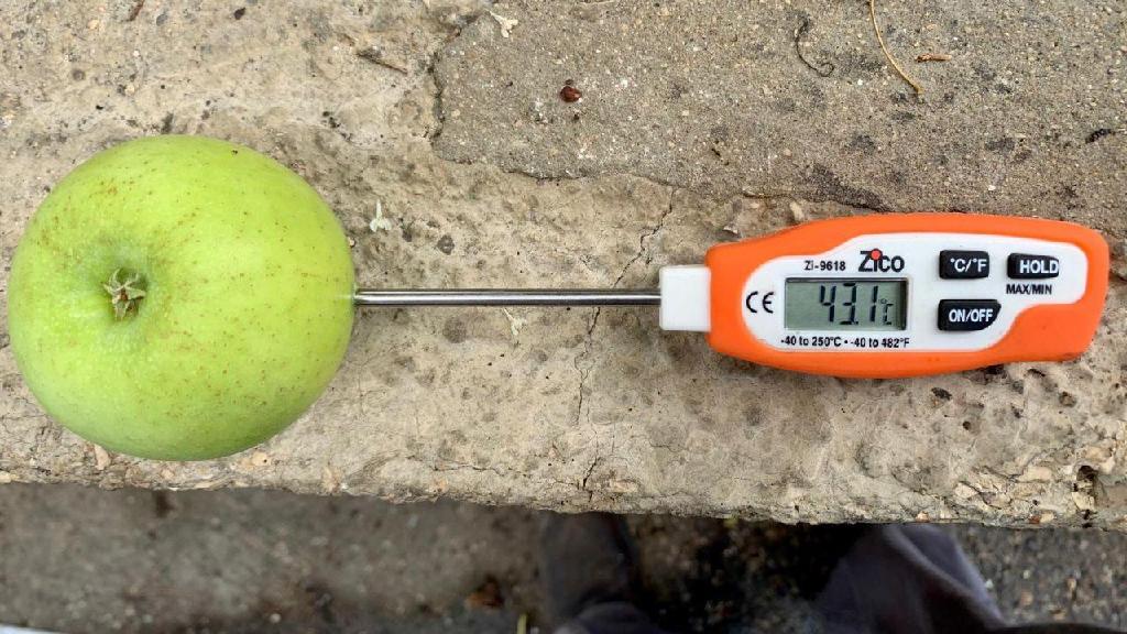  Измерение температуры в яблоке 