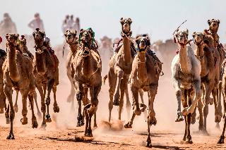 מירוץ מירוצי גמלים דרום סיני מצרים
