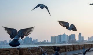 הטיילת בתל אביב ריקה מאנשים בעקבות הסגר