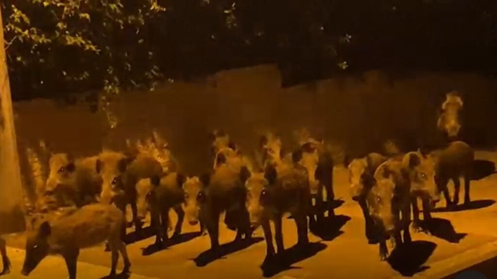 חזירי בר בחיפה, אמש