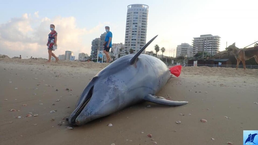 Погибший дельфин на пляже в Бат-Яме 