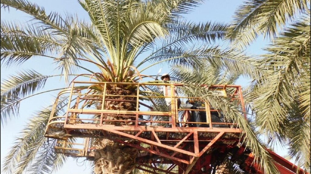 В кибуце Эйн-Гев срезают пальмовые ветви для шалашей 