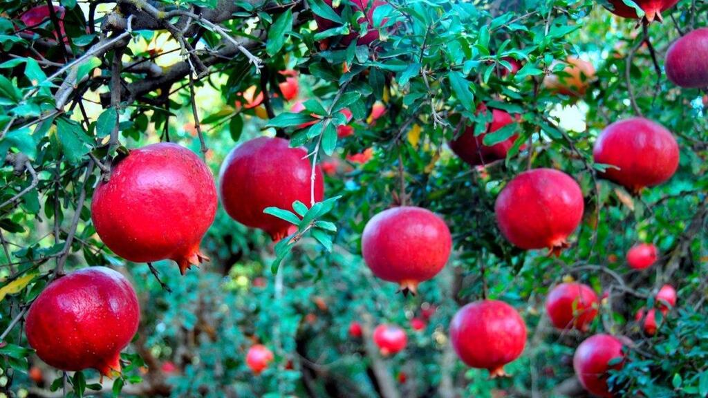 Гранатовое дерево на севере Израиля (Фото: Ривка Мизрахи) מטע רימונים ביסוד המעלה