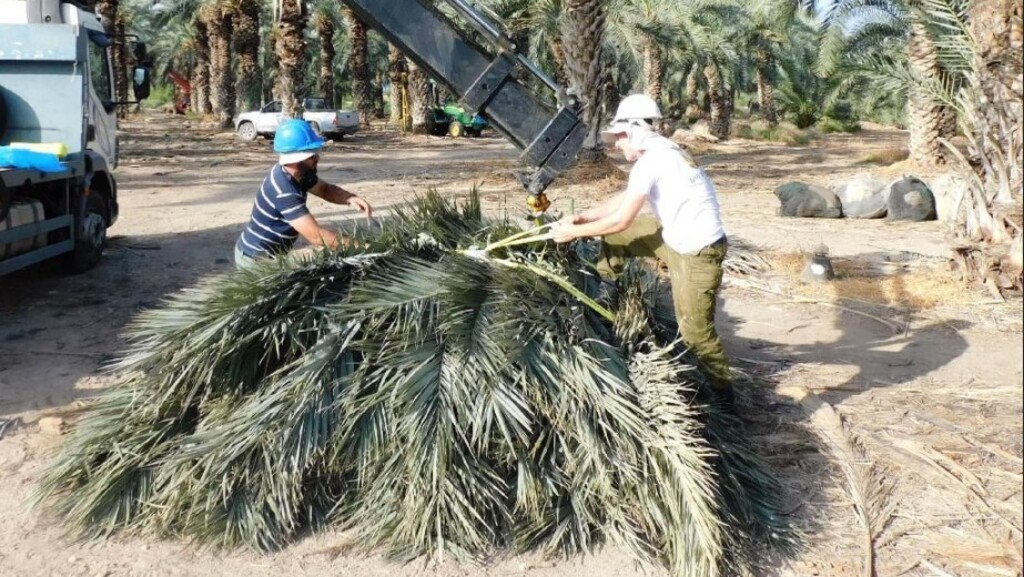 В кибуце Эйн-Гев срезают пальмовые ветви для шалашей 