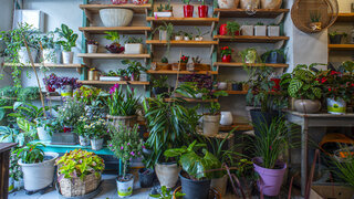 חנות הצמחים של רויטל רם-סולימן, ביפראחכ