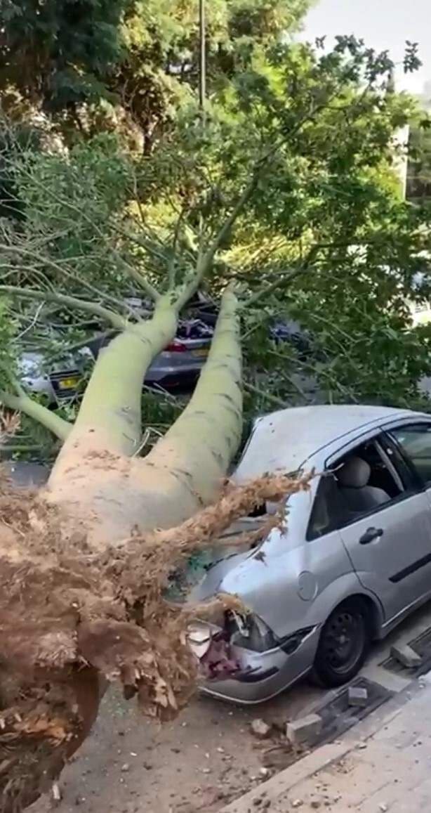 Дерево в Реховоте придавило автомобили (Фото: пресс-служба "Ихуд-ацала") Дерево в Реховоте придавило автомобиль