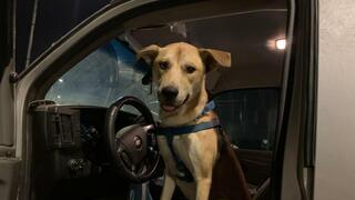 הכלב בו התעלל תושב בת ים 