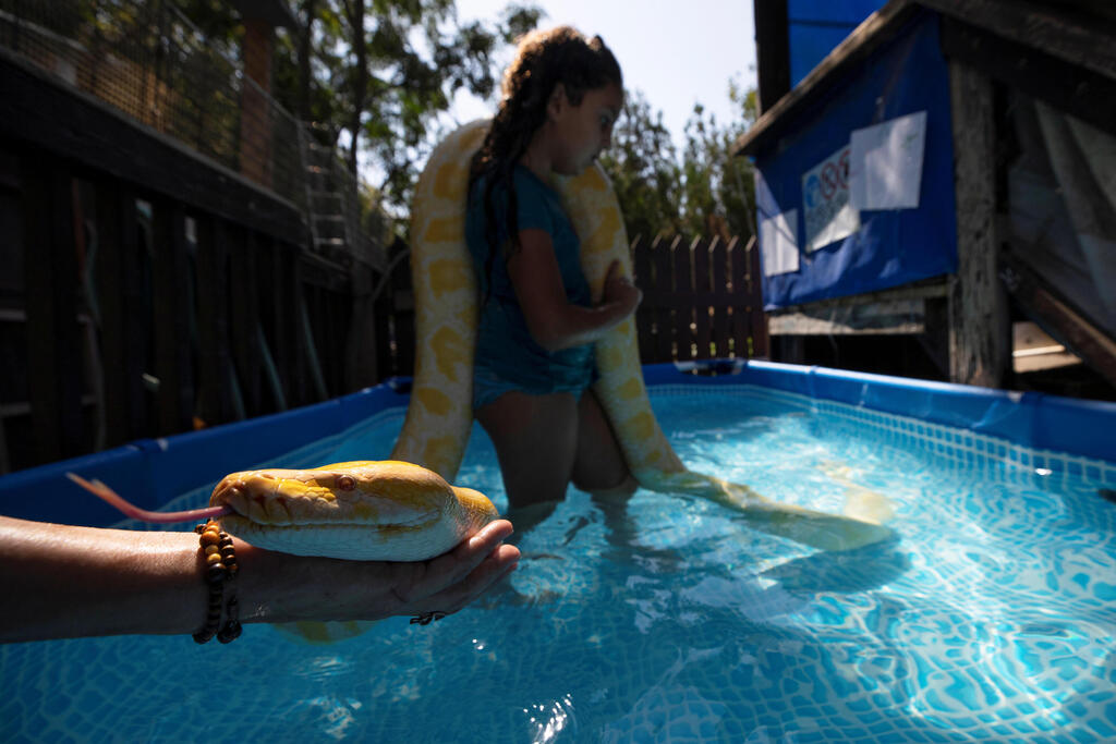 Eight-year-old Inbar Regev holds her pet python while swimming in her backyard pool in Ge'a, southern Israel October 7, 2020