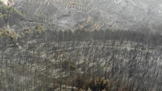 יער צ'רצ'יל בצילום רחפן לאחר השריפות