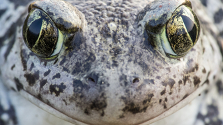 חפרית מצויה