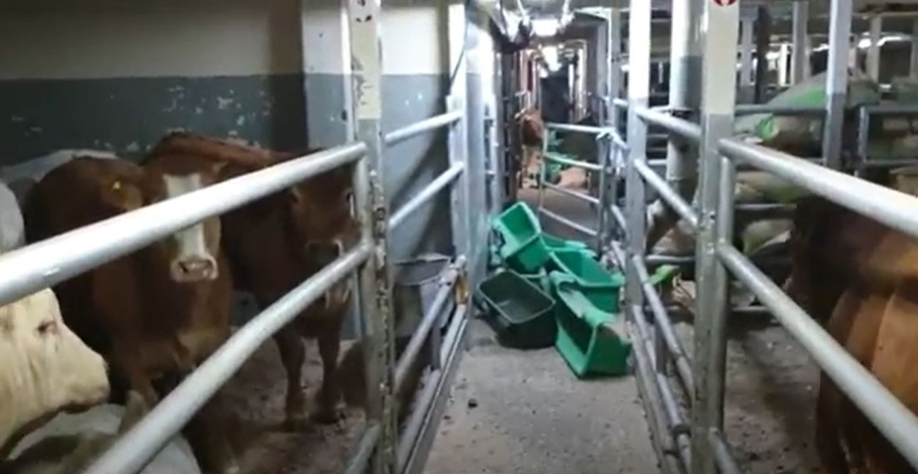 Livestock crampped on ther live shipment transport from Portugal