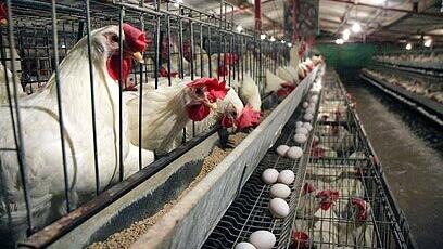 תרנגולות בלולי סוללה