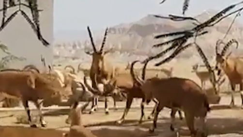 הקרב בין היעלים