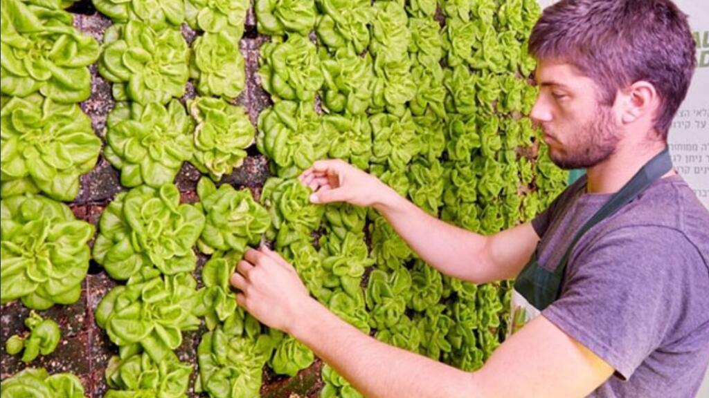 Вертикальная грядка для выращивания салата-латука 