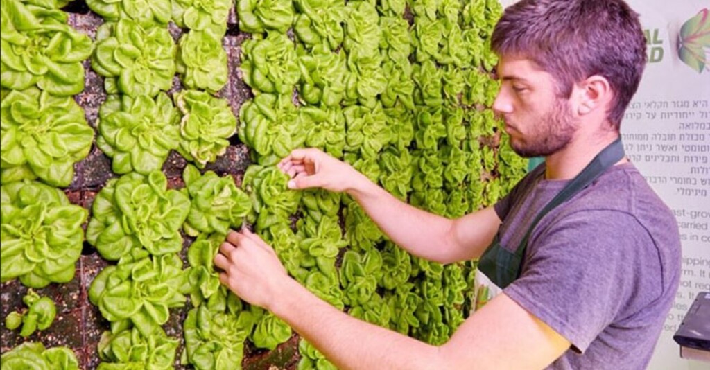 Вертикальная грядка для выращивания салата-латука 