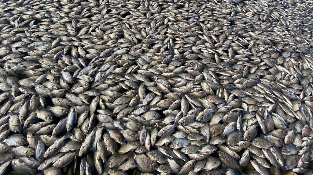 תמותת דגים בגלבוע