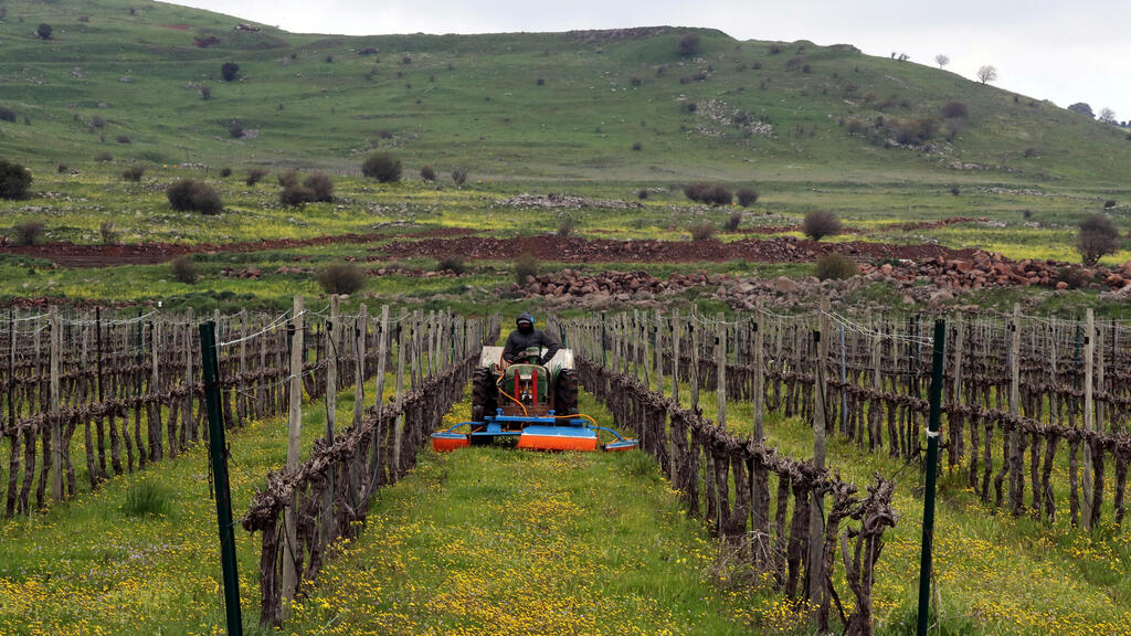  A man drives an agricultural tractor in a vineyard in the Golan Heights