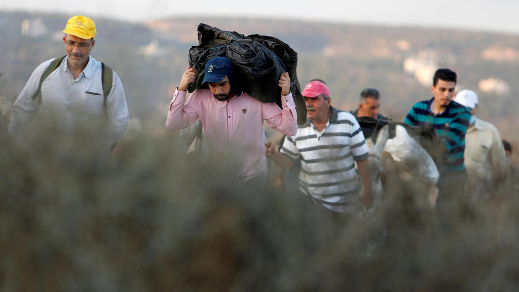 Palestinians make their way towards an olive field in the West Bank