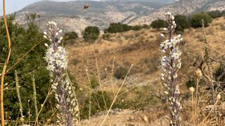 חצבים עדיין פורחים בשמורת הבניאס