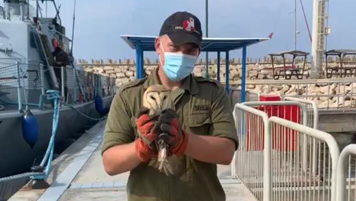 התנשמת שהוצלה